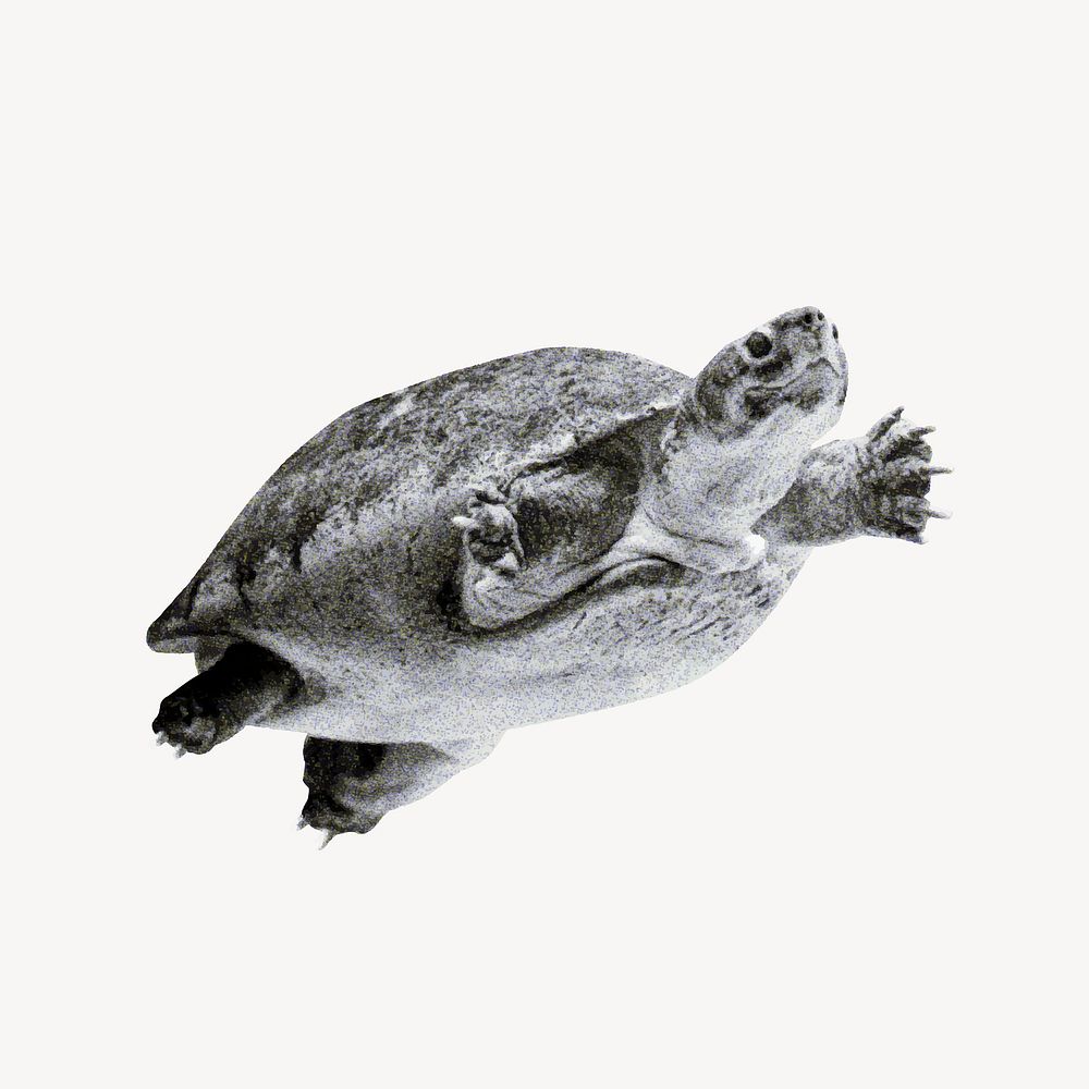 Sea turtle collage element vector