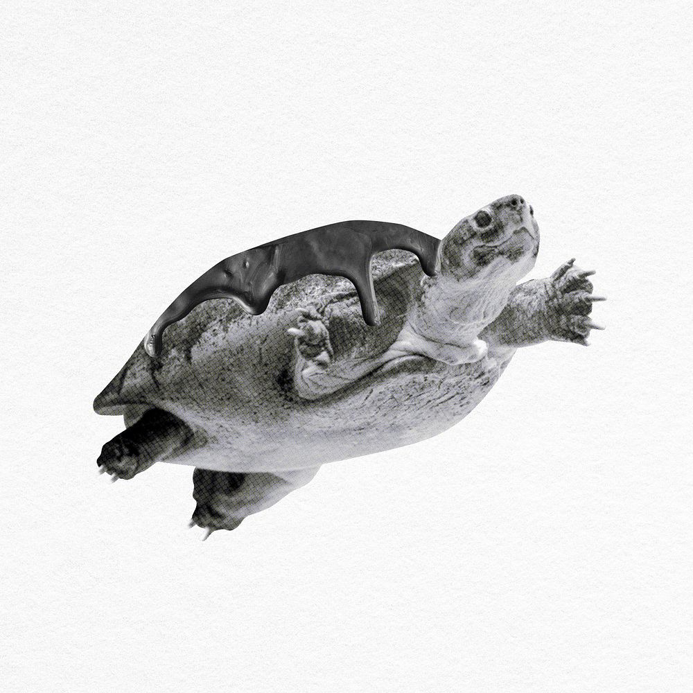 Endangered sea turtle covered in oil, black and white graphic