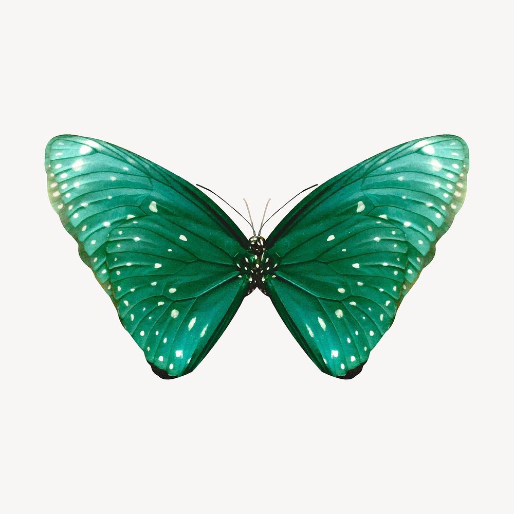 Green butterfly illustration collage element vector