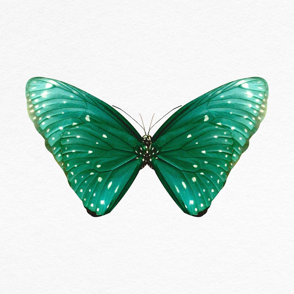Green butterfly collage element illustration psd