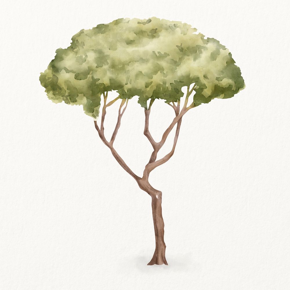 Watercolor umbrella pine tree illustration