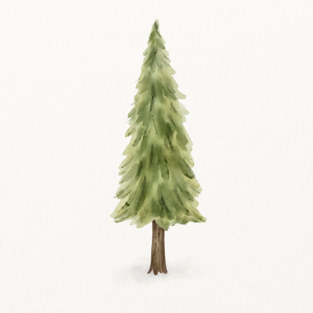 Watercolor pine tree, spring illustration