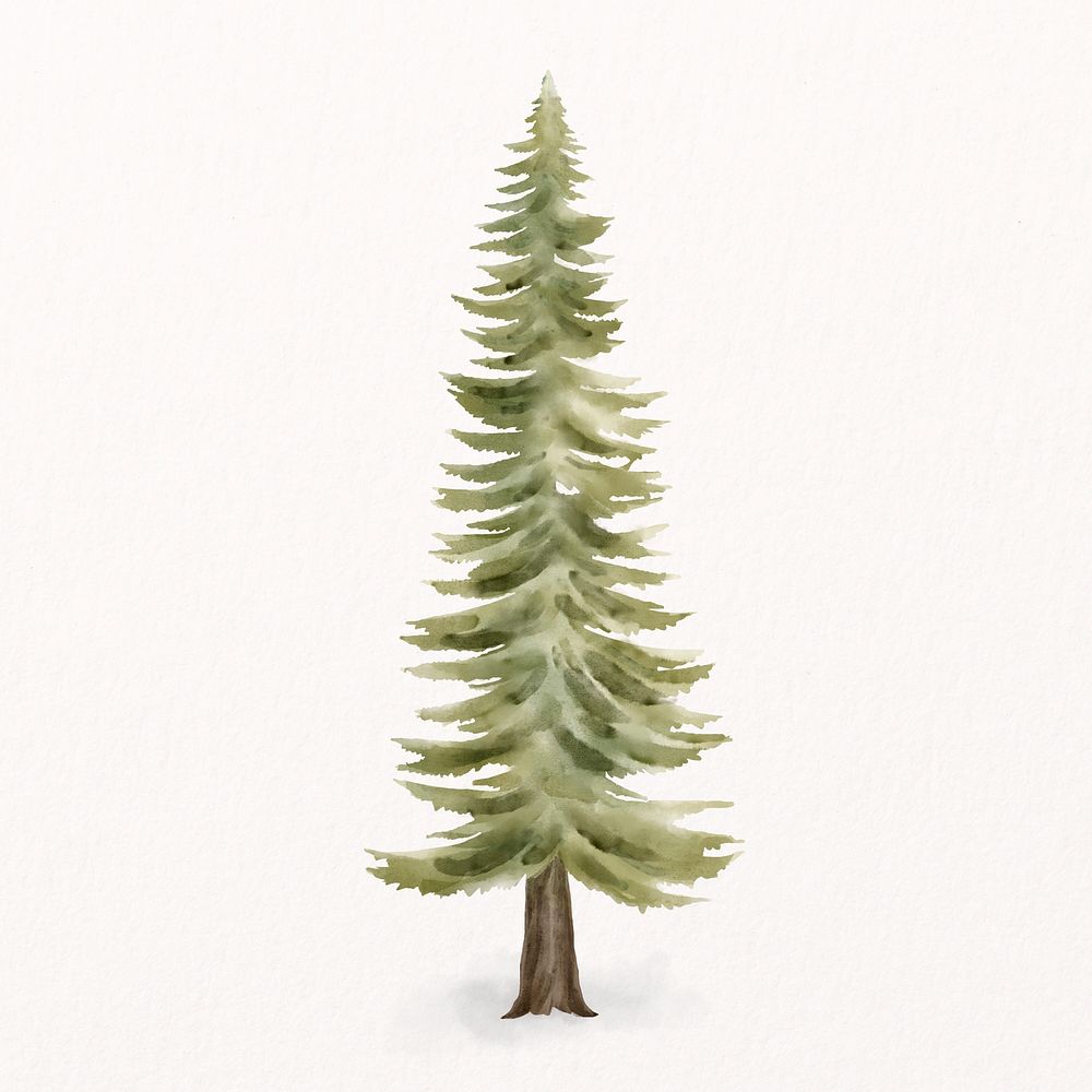 Watercolor pine tree, spring collage element psd