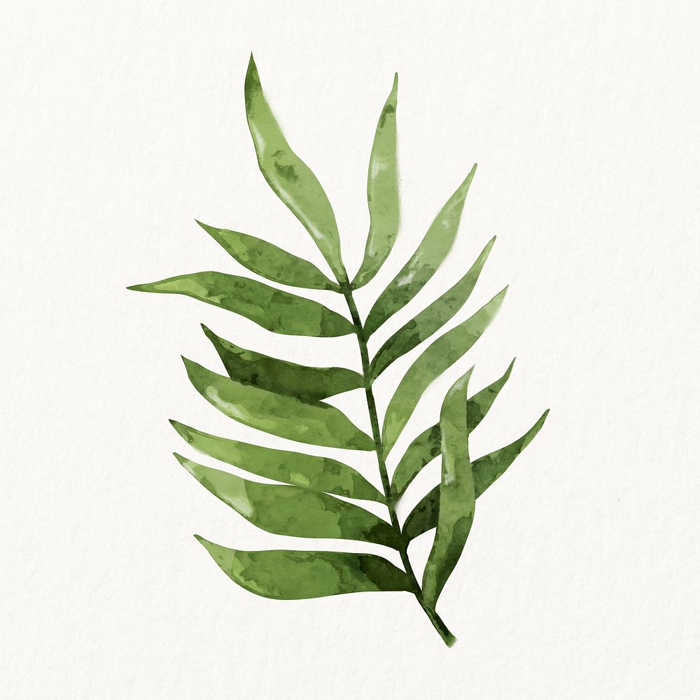 Watercolor green leaf, nature illustration