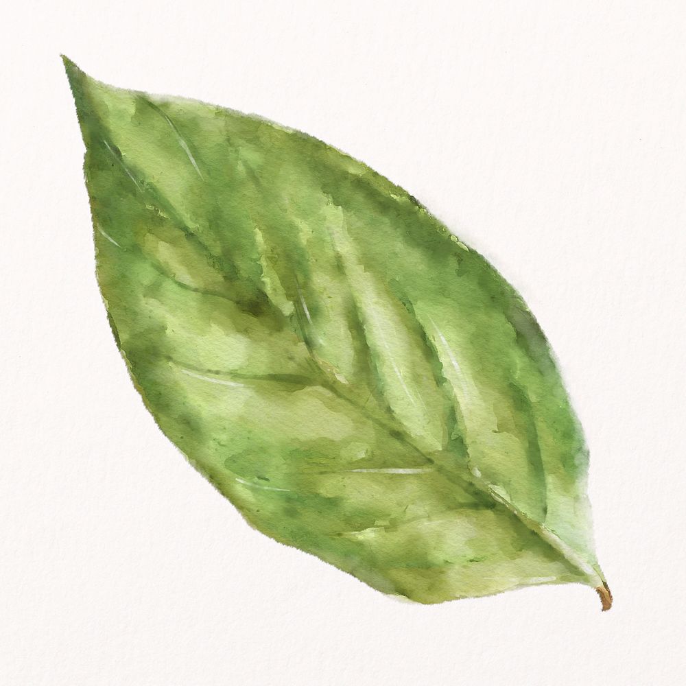 Watercolor leaf, plant collage element psd