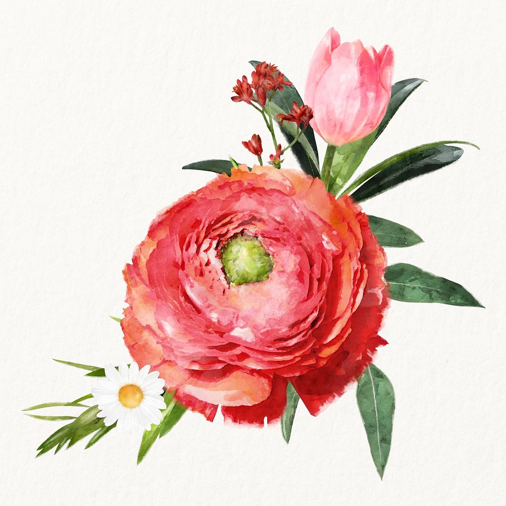 Watercolor red ranunculus, flower arrangement illustration