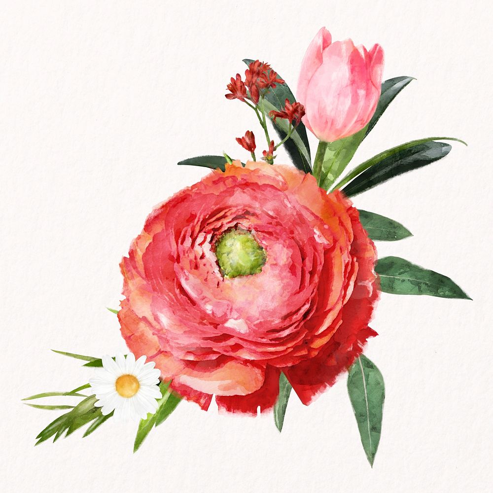 Watercolor red ranunculus, spring flower collage element psd