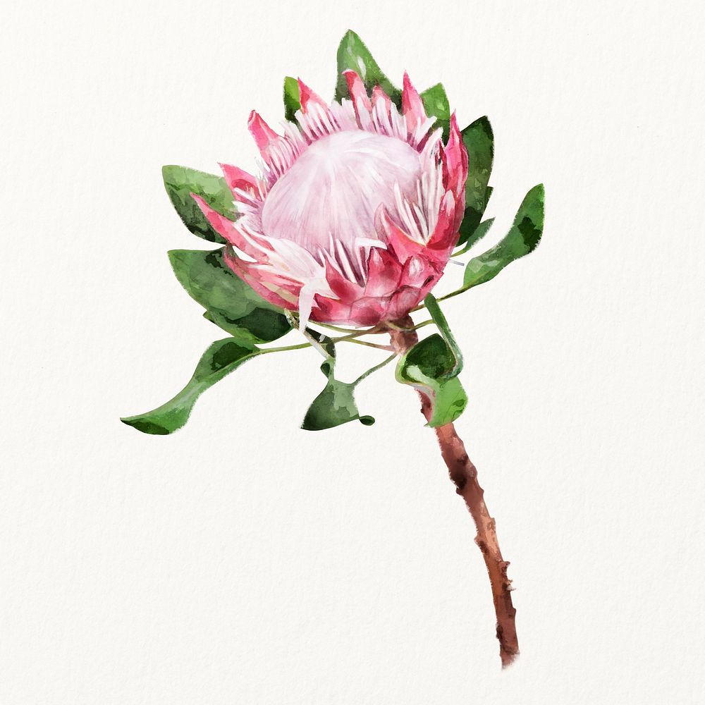 Watercolor king protea flower illustration