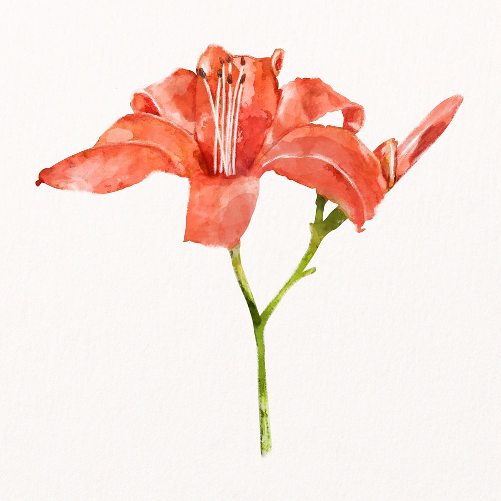 Orange daylily, watercolor flower collage element psd