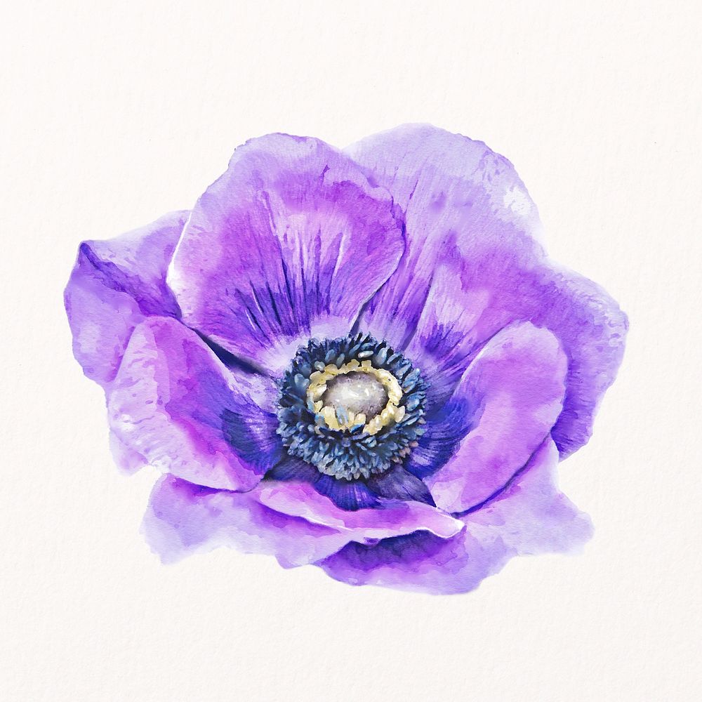 Purple anemone flower, watercolor collage element psd