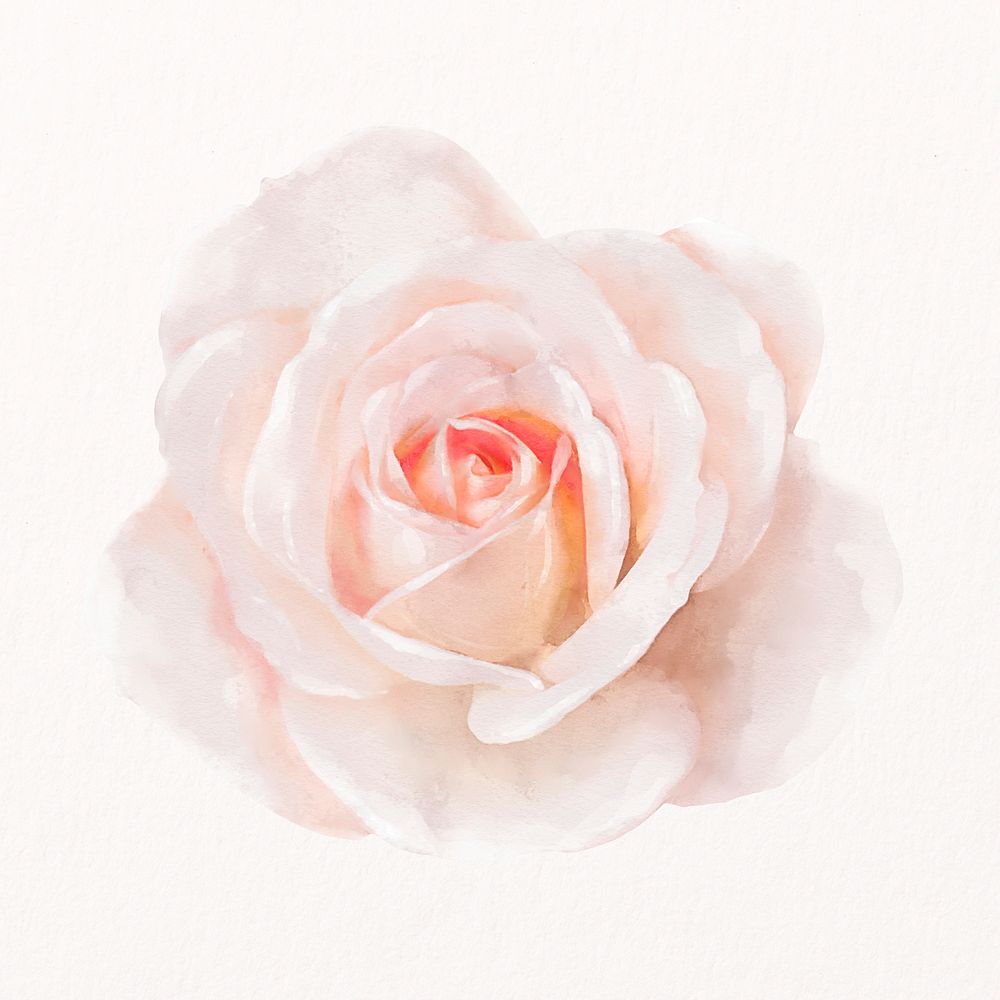 Pink watercolor rose, flower collage element psd