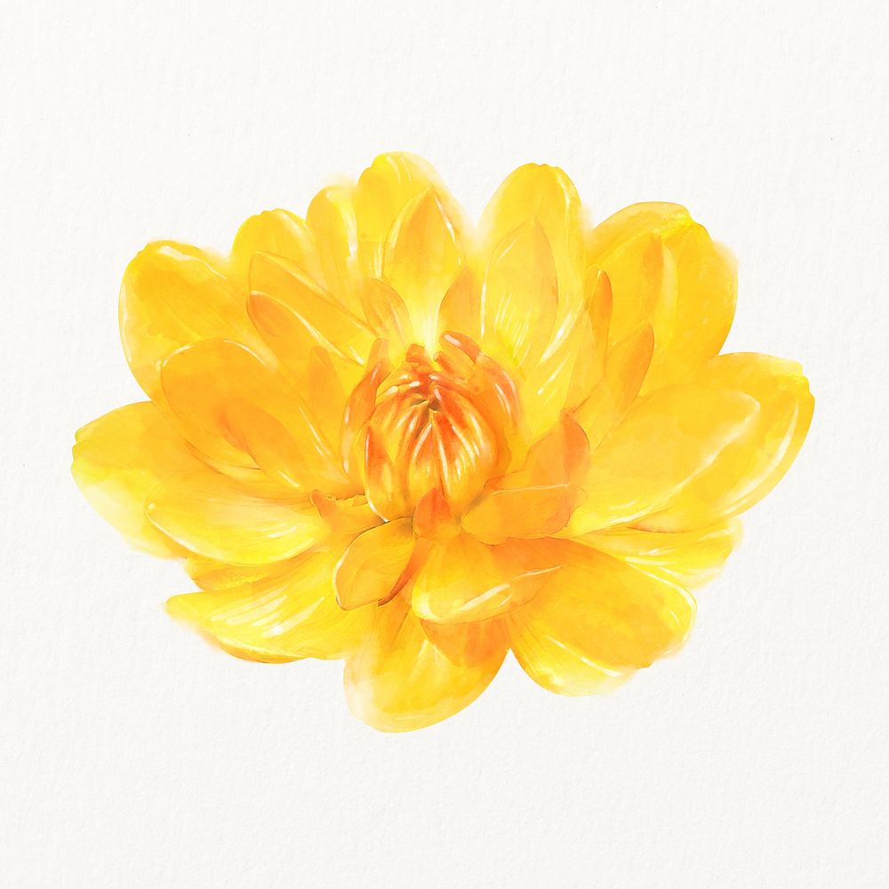 Yellow waterlily dahlia, watercolor flower illustration