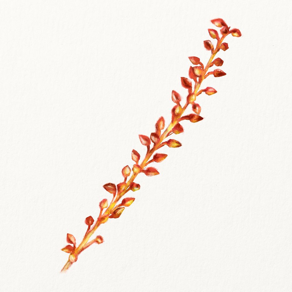 Watercolor red flower, pilocarpus bud illustration