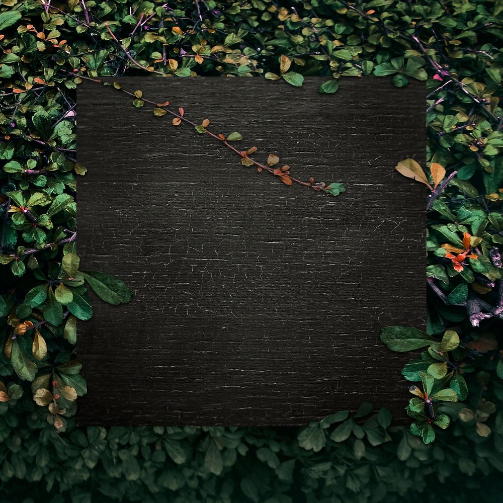 Black wooden board in a tropical background
