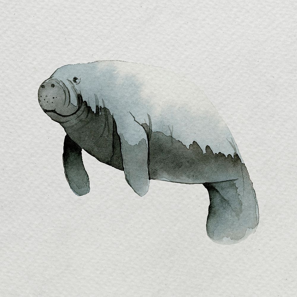 Watercolor painted dugong on white canvas template