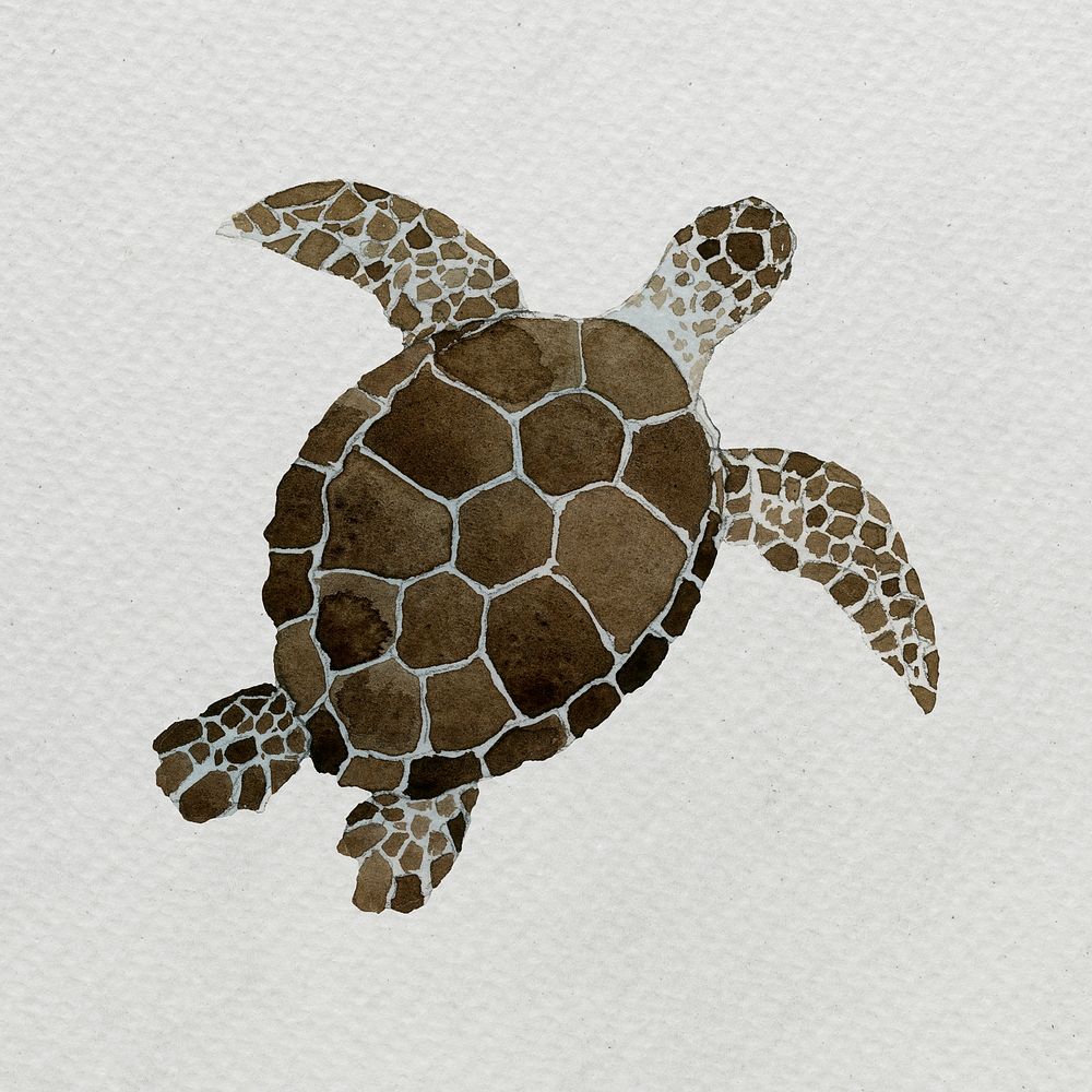 Watercolor painted sea turtle on white canvas template