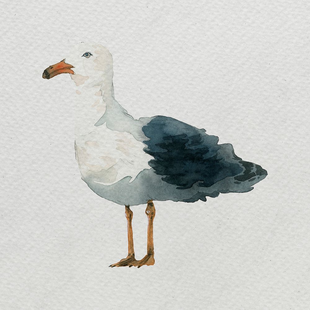 Watercolor painted seagull on white canvas template