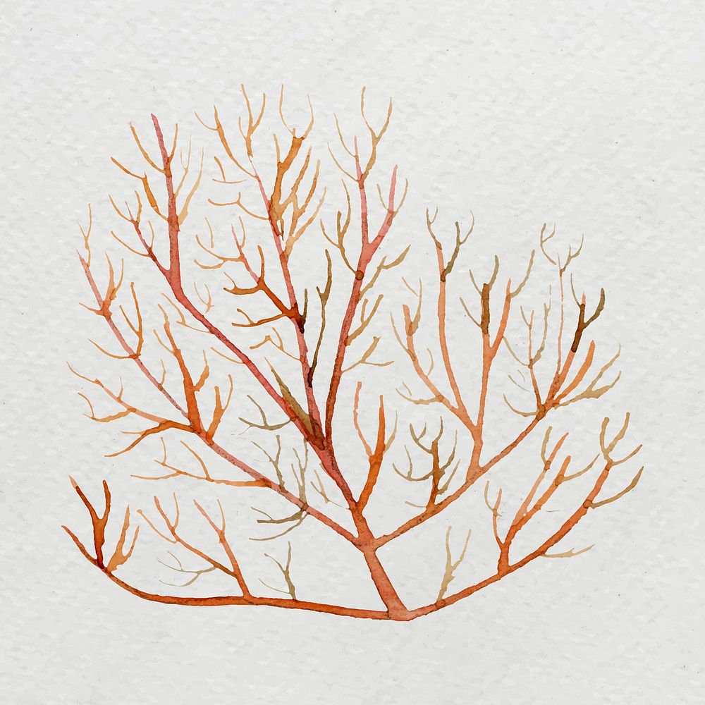 Watercolor painted underwater plant on white canvas vector