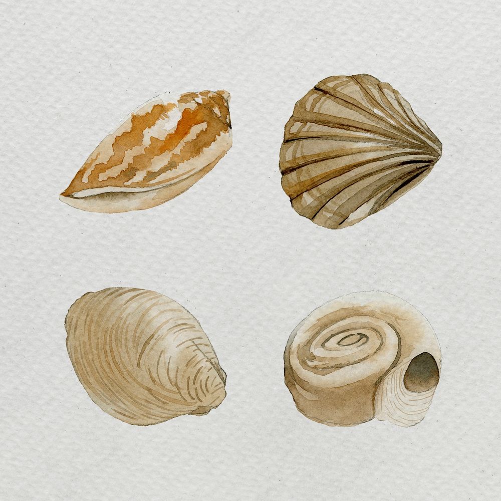 Clams in watercolor set template