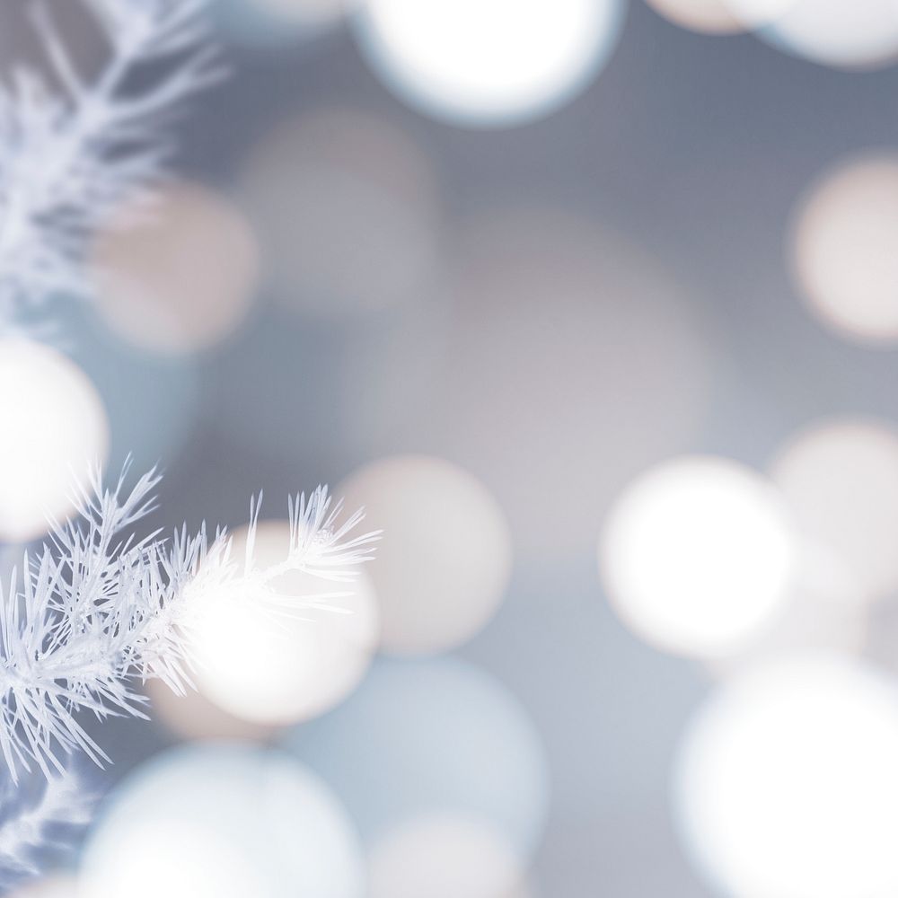 White snowy pine branch background