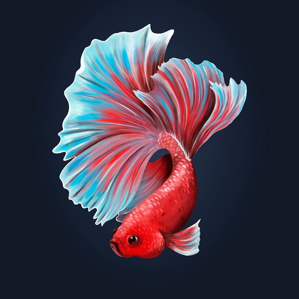 Colorful betta fish on a midnight blue background vector