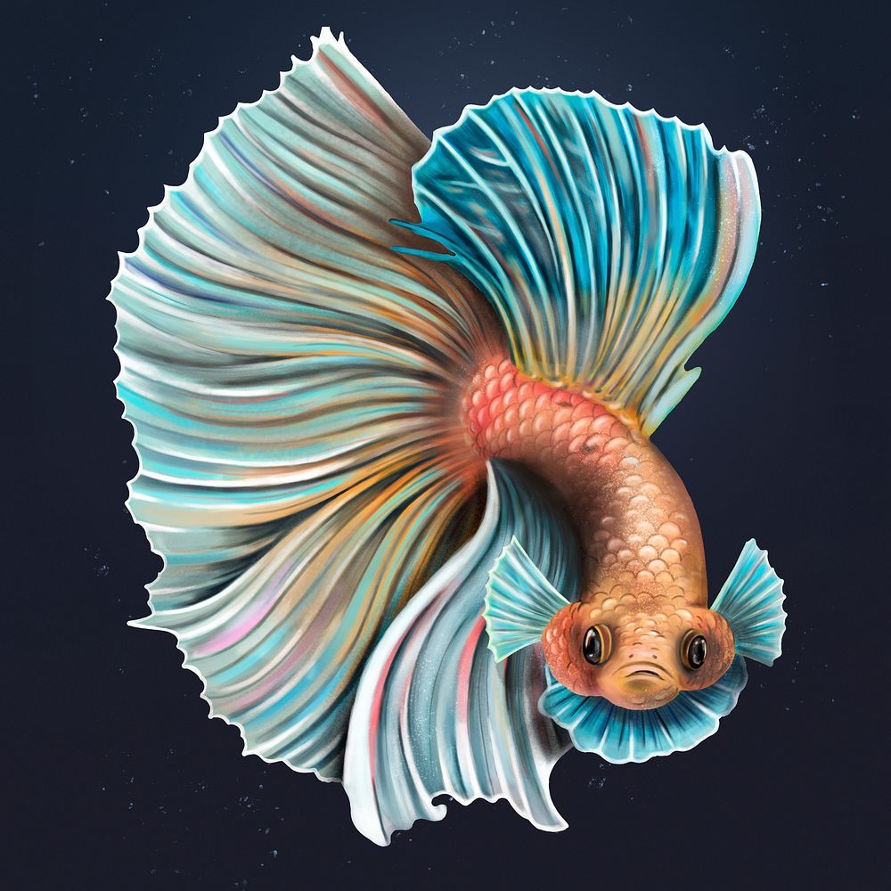 Angry betta fish flaring on a midnight blue background design resource