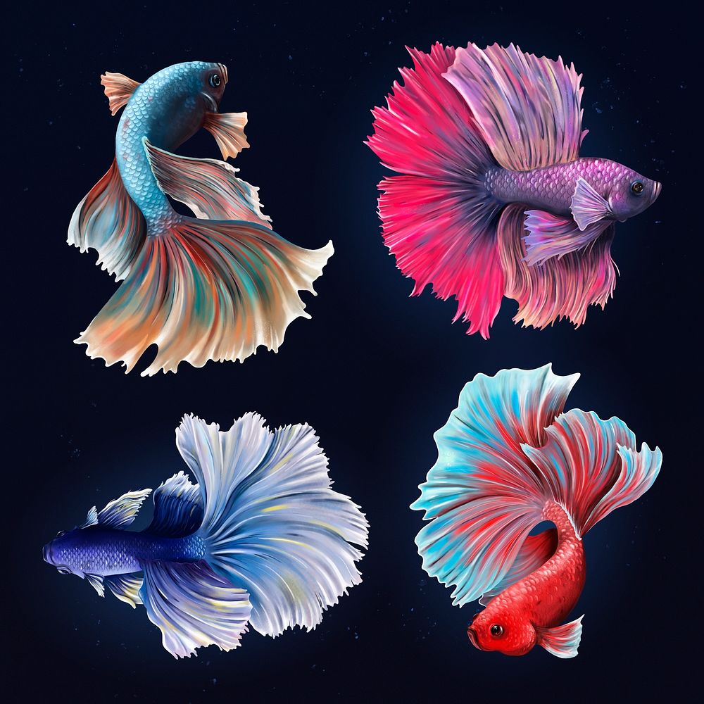 Beautiful betta fish collection design resource