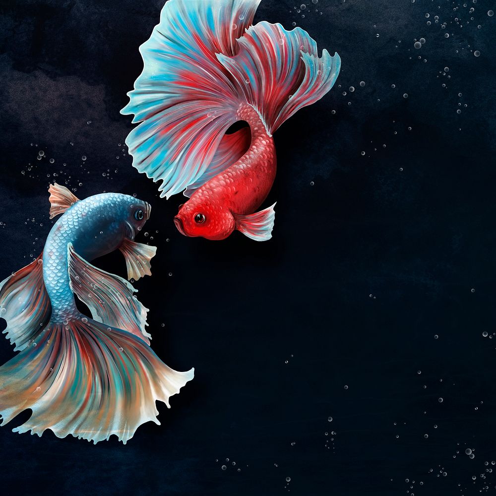 Betta fishes on a  blue background design resource