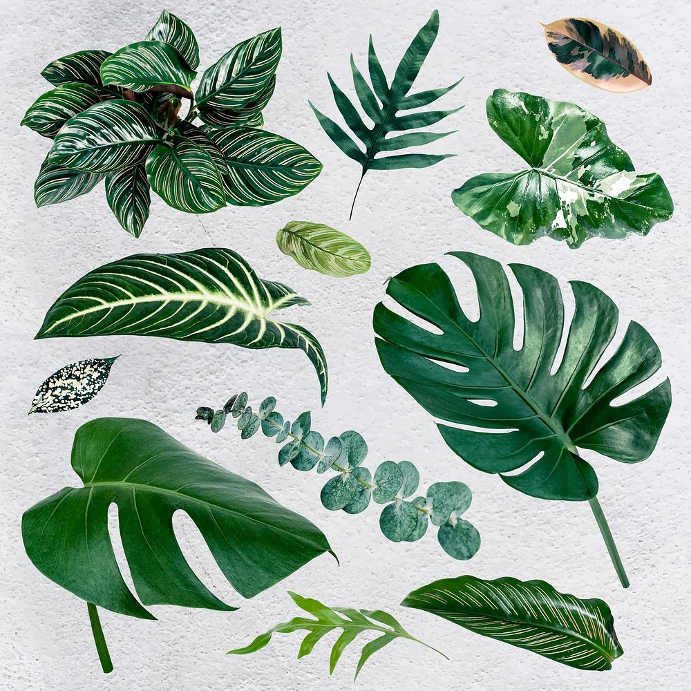 Gren tropical leaf design element set vector