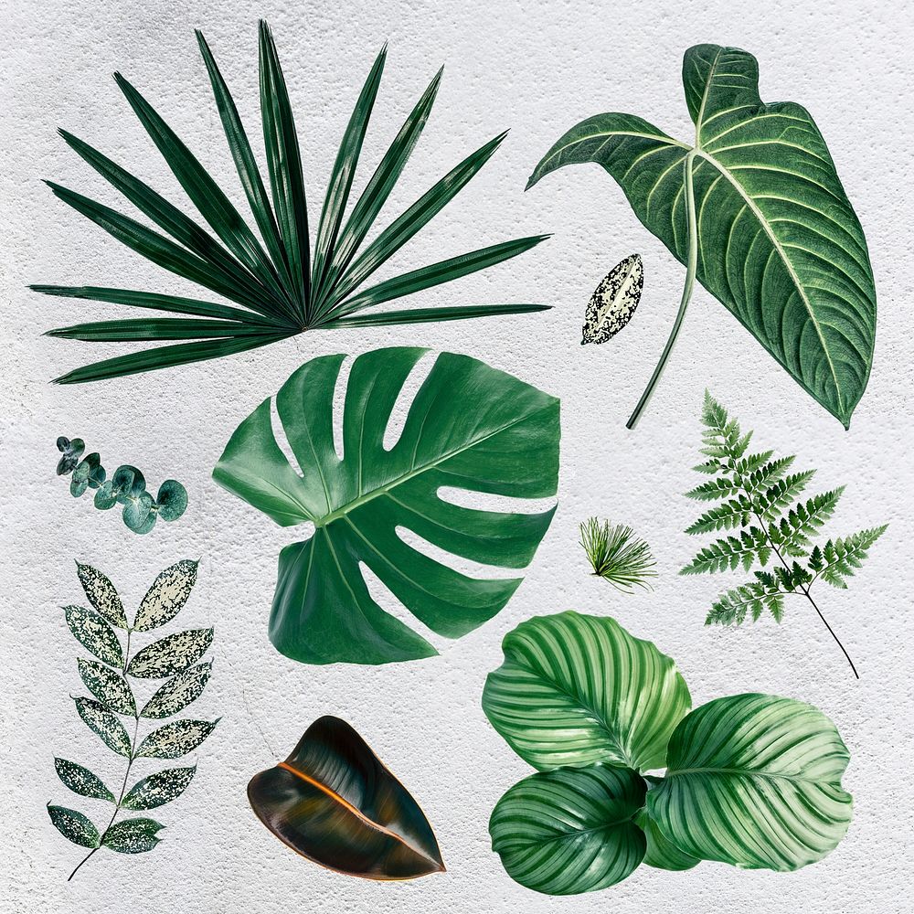 Gren tropical leaf design element set