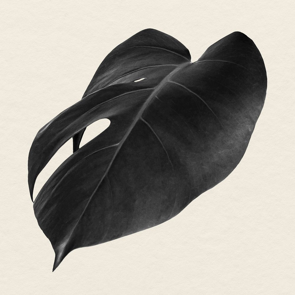 Black monstera leaf on a beige background design resource 
