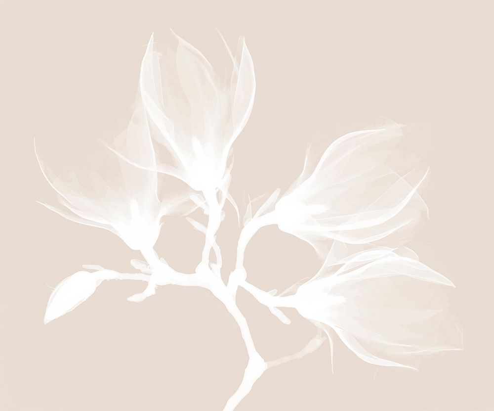 Magnolia x-ray design vector, remix from original artwork