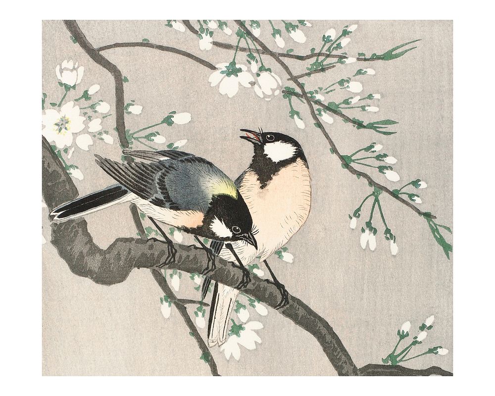 Great tits bird on blossom branch vintage illustration wall art print and poster design remix from the original artwork.