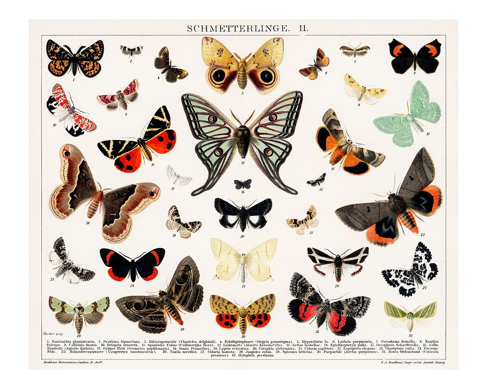 Colorful butterflies and moths collage vintage illustration wall art print and poster design remix from original artwork.