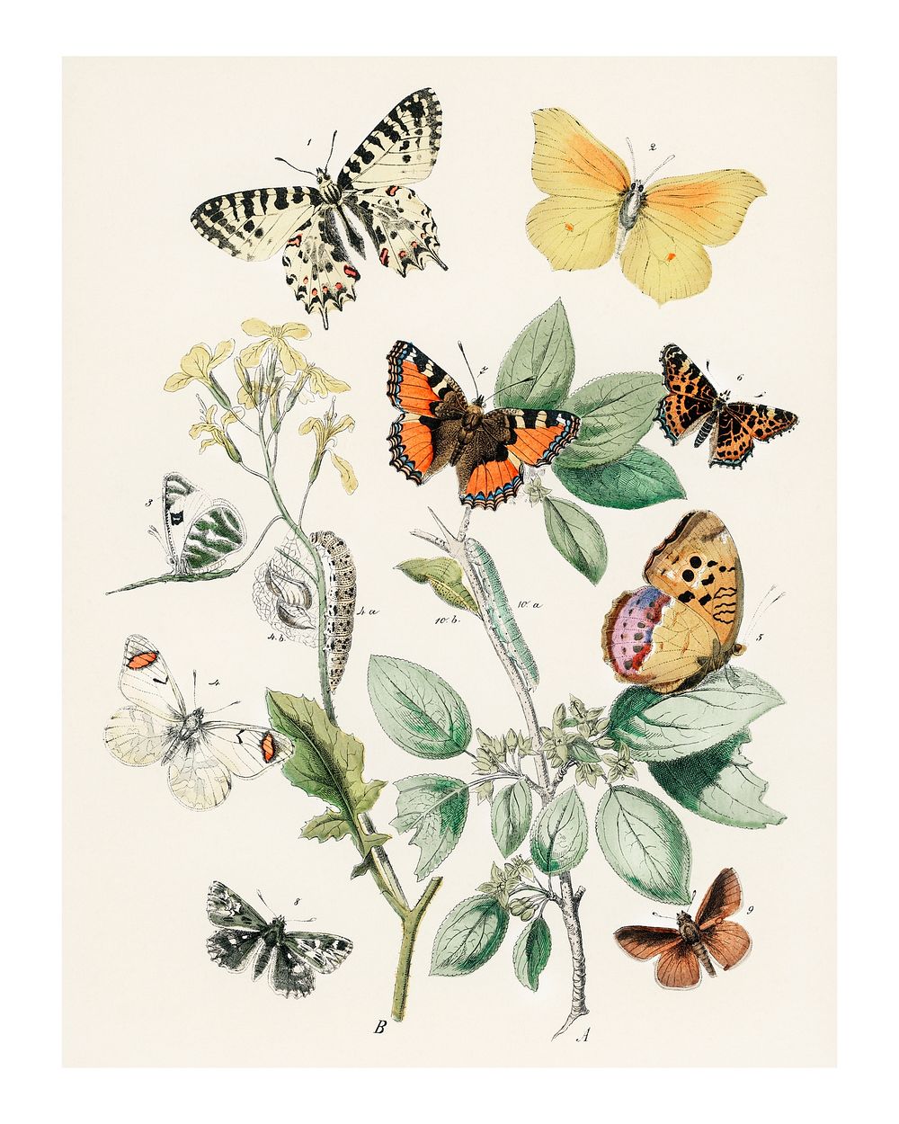 Fluttering butterflies and caterpillars vintage illustration wall art print and poster design remix from original artwork. 