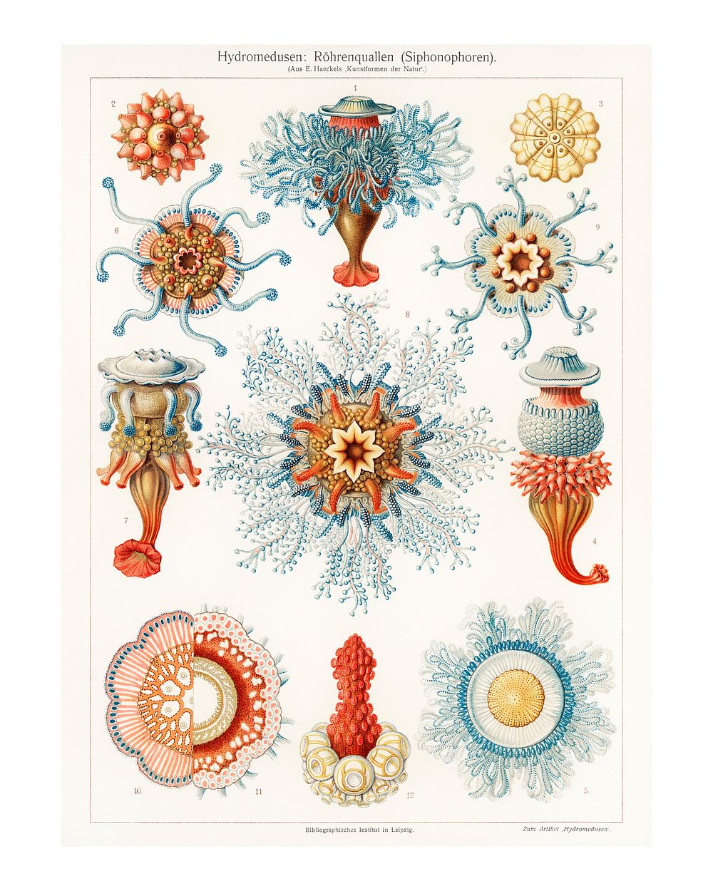 Tube jellyfish vintage illustration wall art print and poster design remix from original artwork