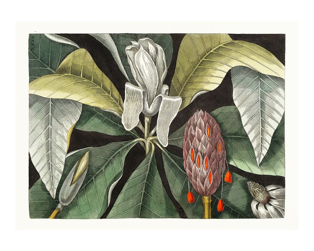Umbrella magnolia tree vintage illustration wall art print and poster design remix from original artwork by Mark Catesby.