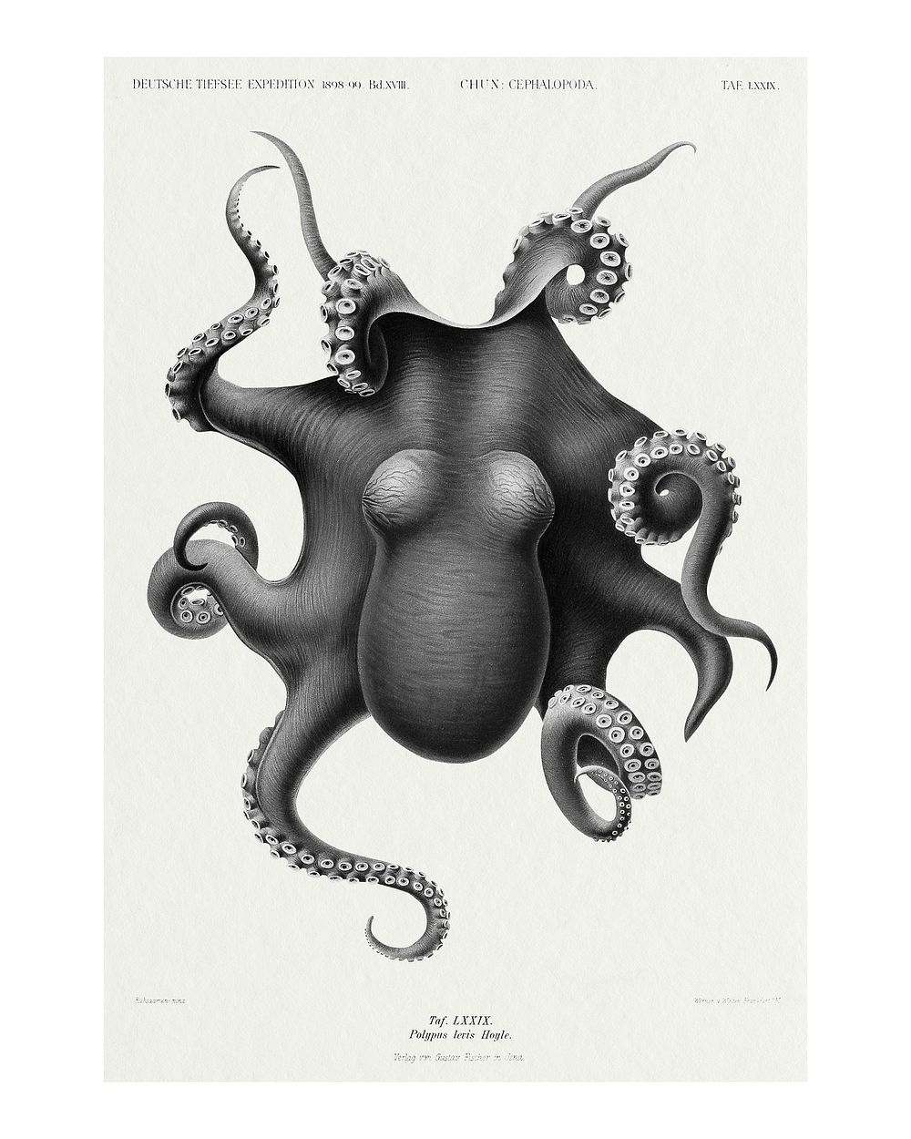 Vintage octopus illustration wall art print and poster. Remix from original painting by Carl Chun. 
