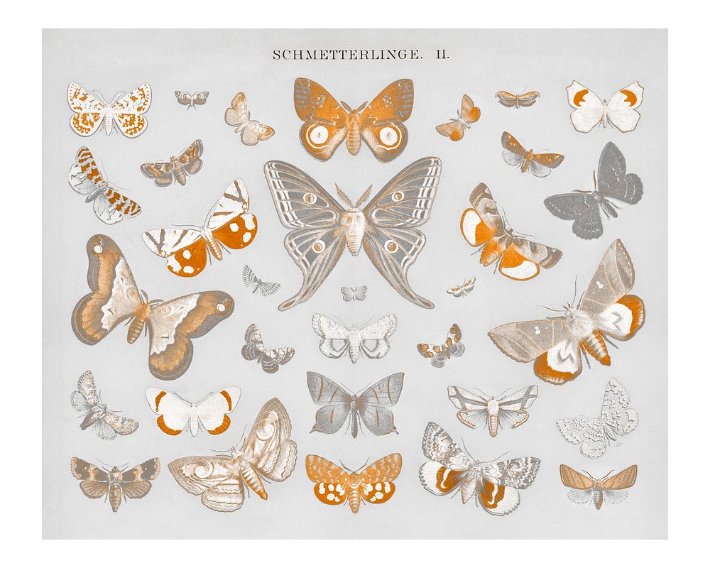 Vintage butterfly and moth illustration wall art print and poster. Remix from original artwork.