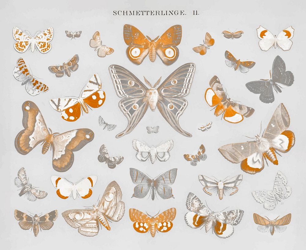 Vintage butterfly and moth lithograph vector, remix from original artwork
