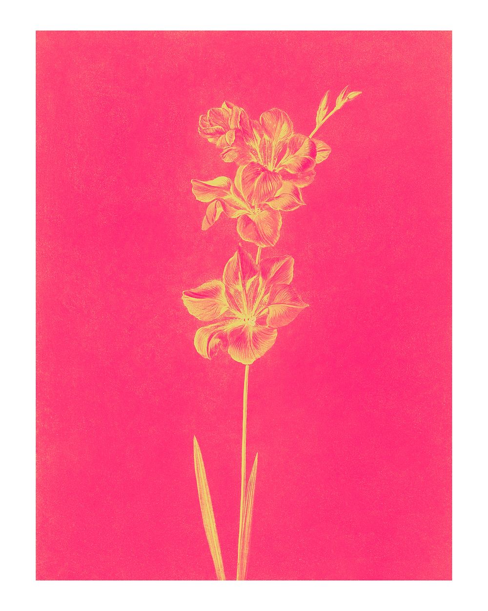 Vintage Lily illustration wall art print and poster design remix from original artwork.