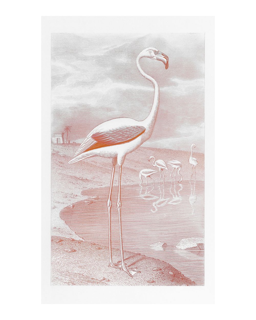 White flamingo in its natural habitat vintage illustration wall art print and poster design remix from original artwork.