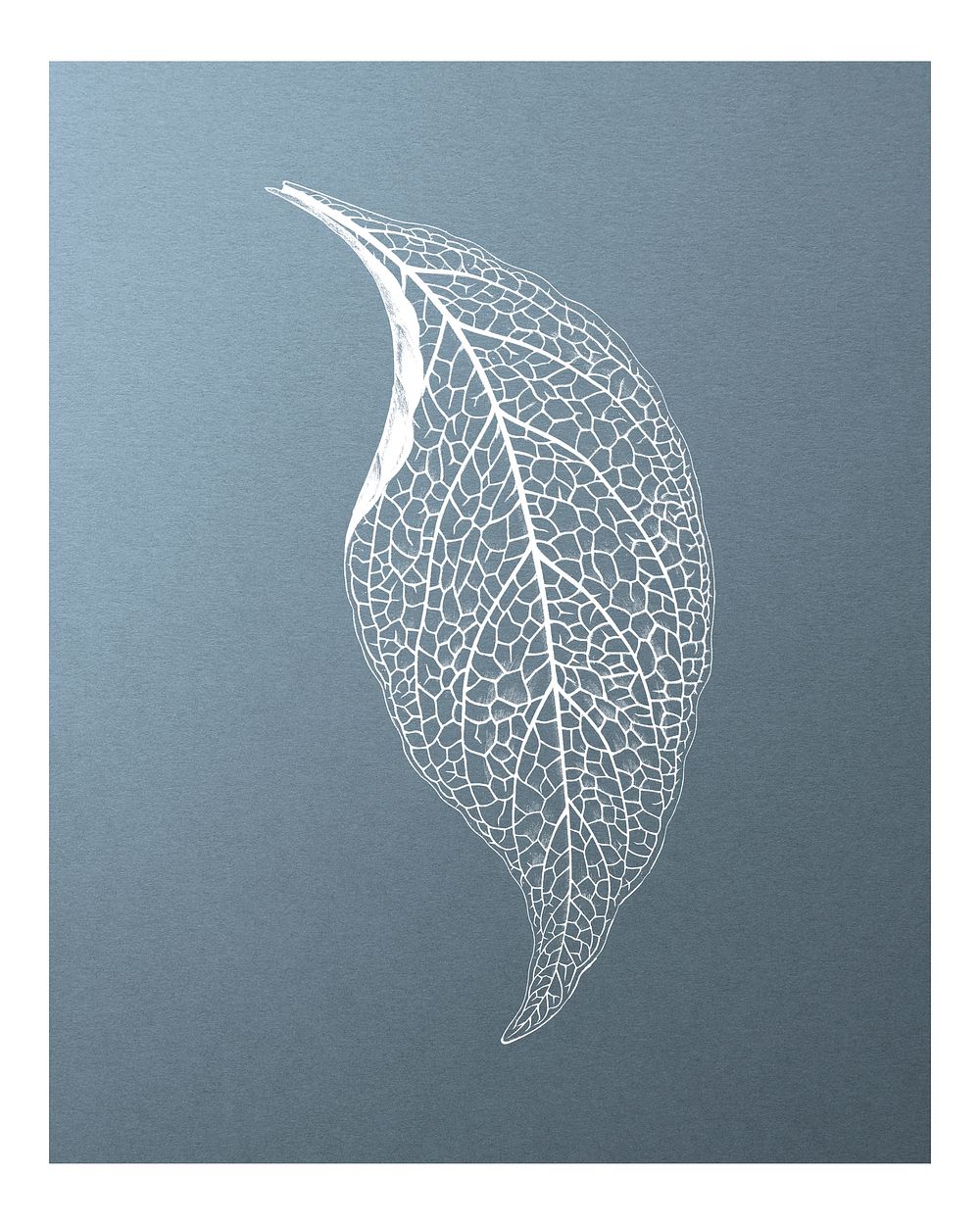 Adelaster Albivenis, engraved leaf illustration wall art print and poster design remix from original artwork of Benjamin…