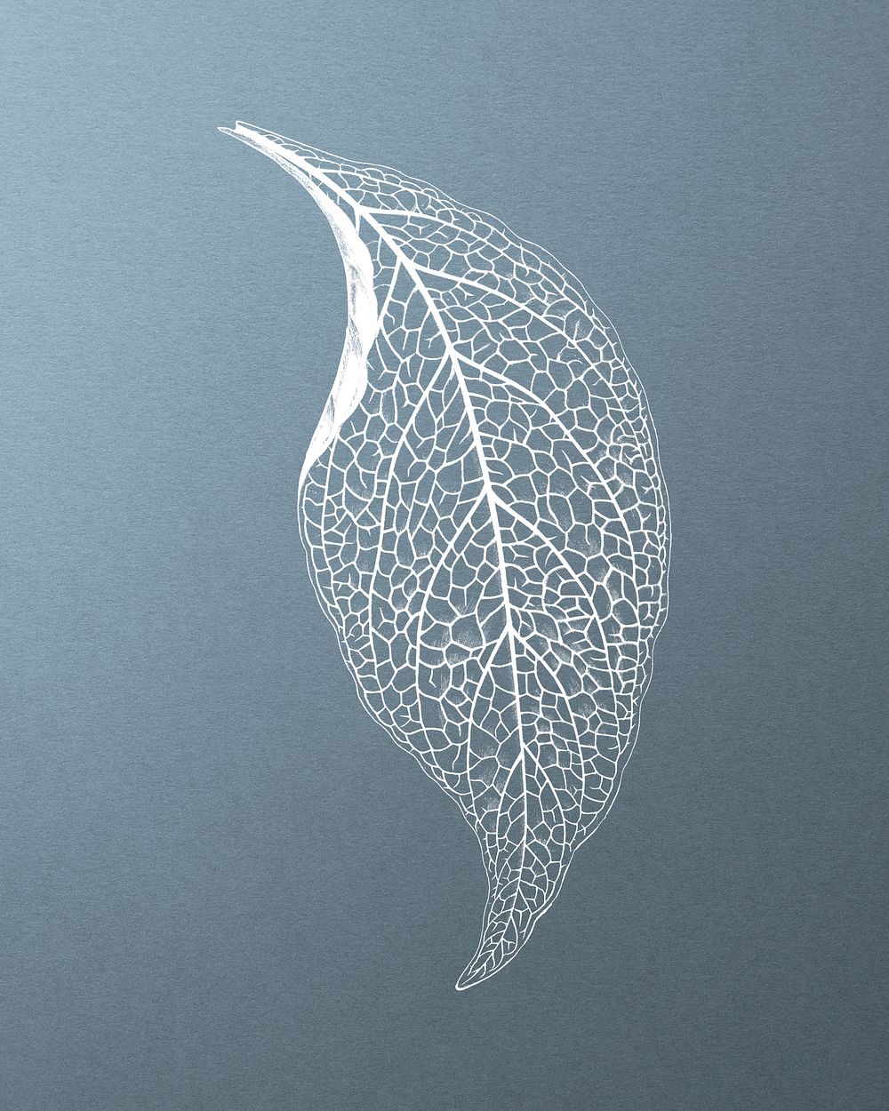 Adelaster Albivenis, engraved leaf vintage illustration, remix from original artwork of Benjamin Fawectt