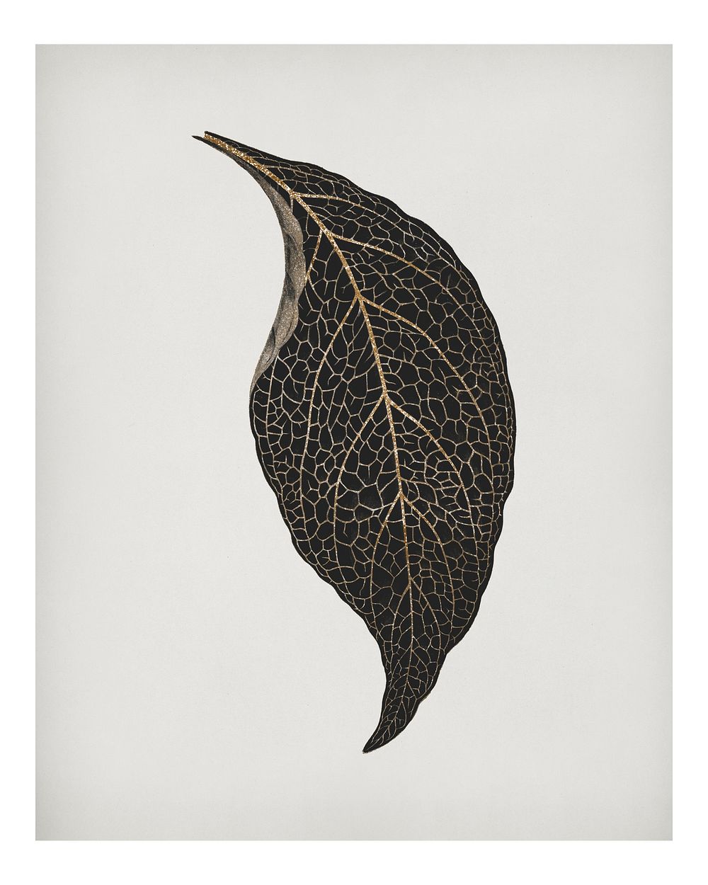 Adelaster Albivenis, engraved leaf illustration wall art print and poster design remix from original artwork of Benjamin…