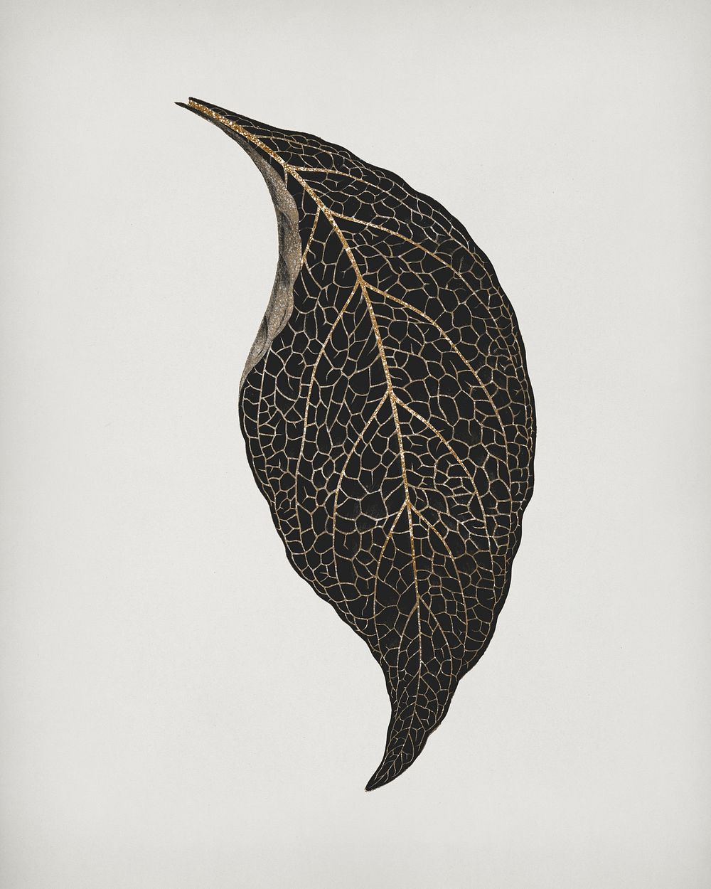 Adelaster Albivenis, engraved leaf vintage illustration, remix from original artwork of Benjamin Fawectt