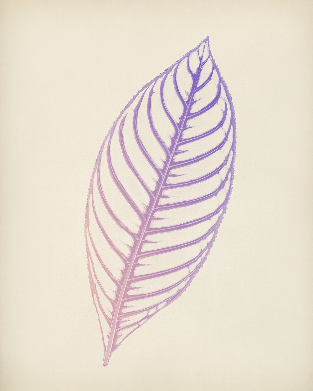 Sanchezia Nobilis, engraved Tiger Plant leaf vintage illustration, remix from original artwork of Benjamin Fawcett.