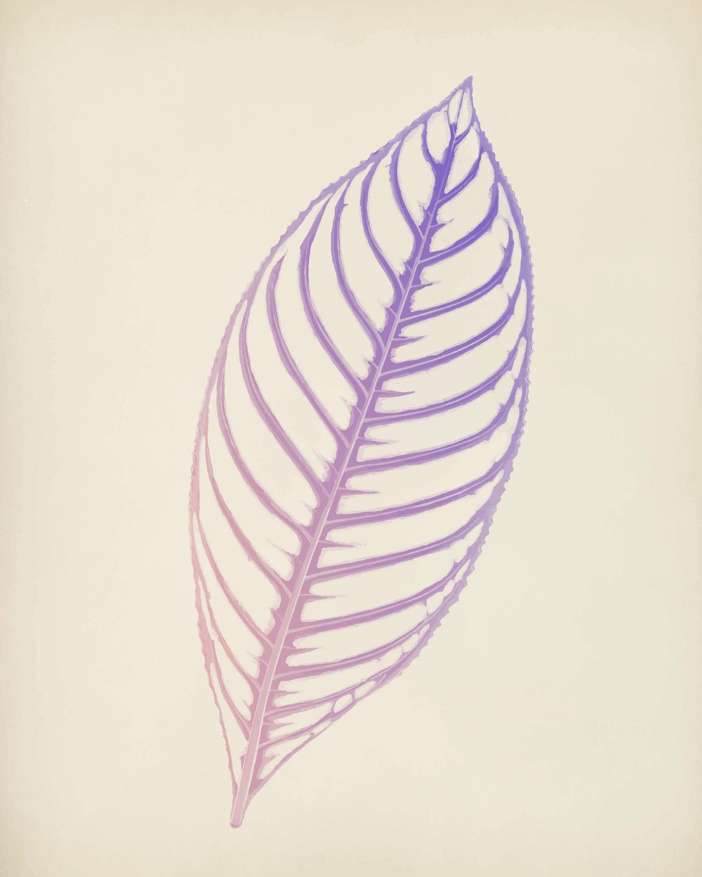 Sanchezia Nobilis, engraved Tiger Plant leaf vintage illustration vector, remix from original artwork of Benjamin Fawcett.