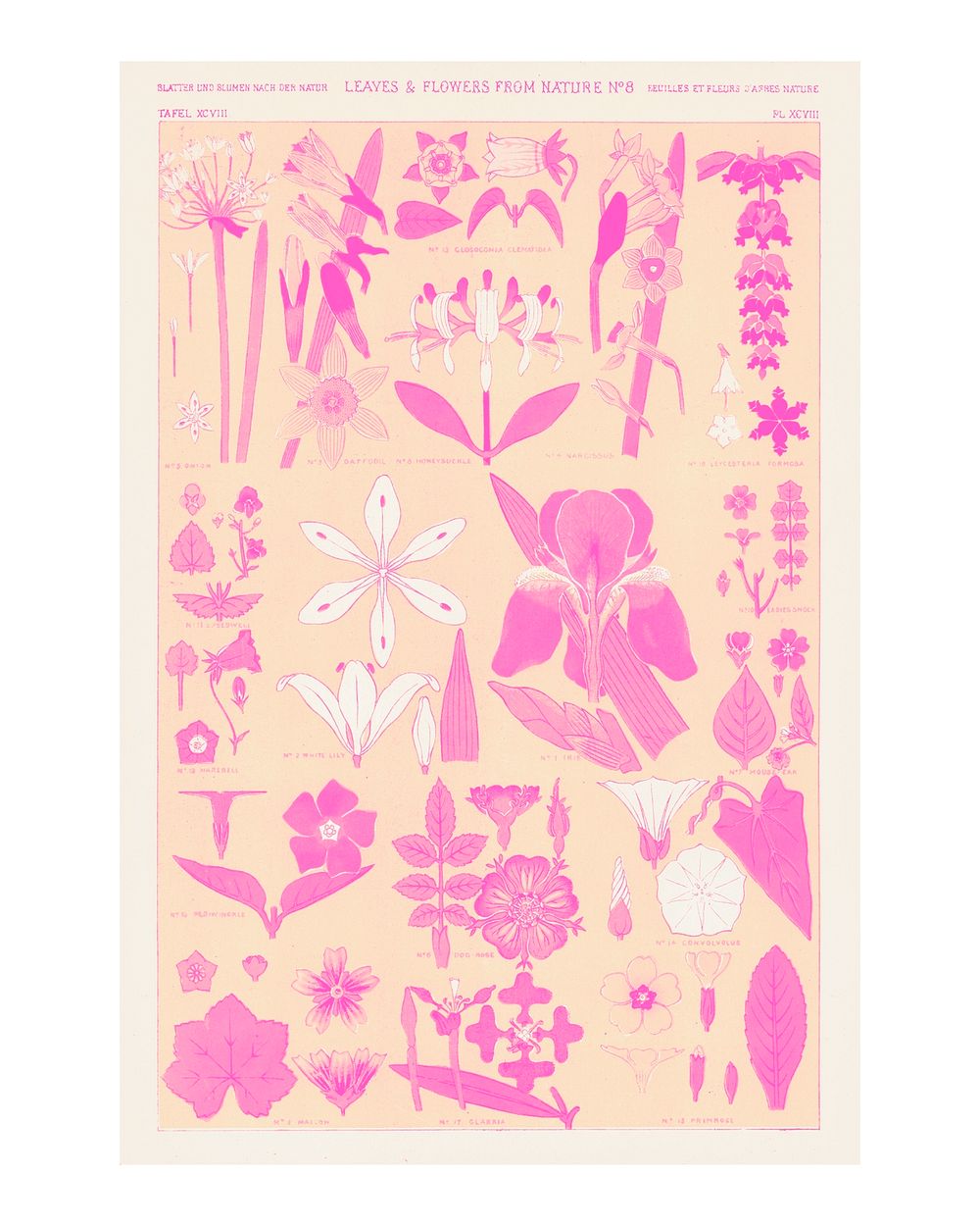 Set of leaves and flowers vintage illustration wall art print and poster design remix in pink.  Original artwork of Owen…