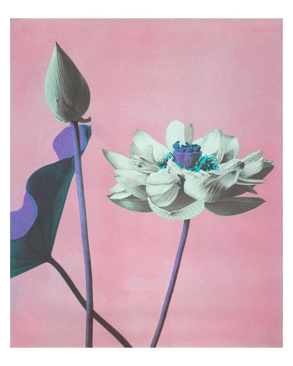 Pastel lotus flowers artwork vintage wall art print and poster design remix from original photography by Ogawa Kazumasa.